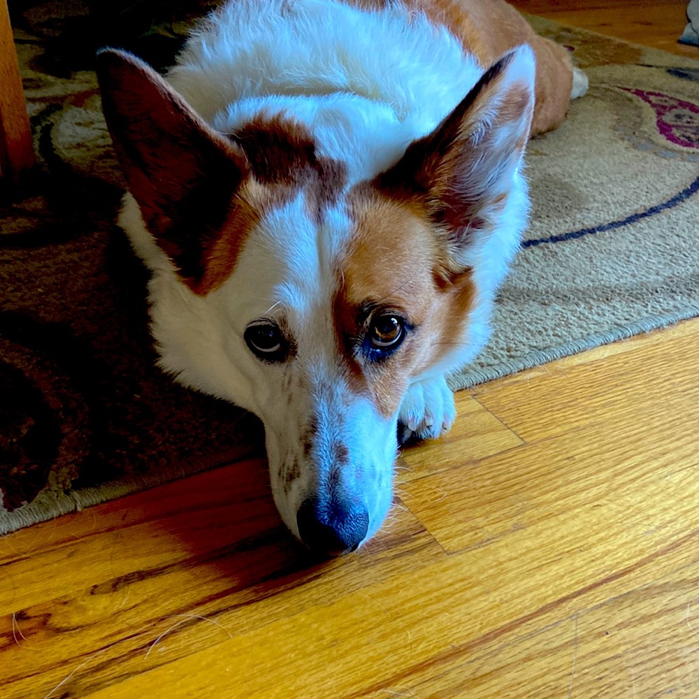 Sprocket Corgi Dog